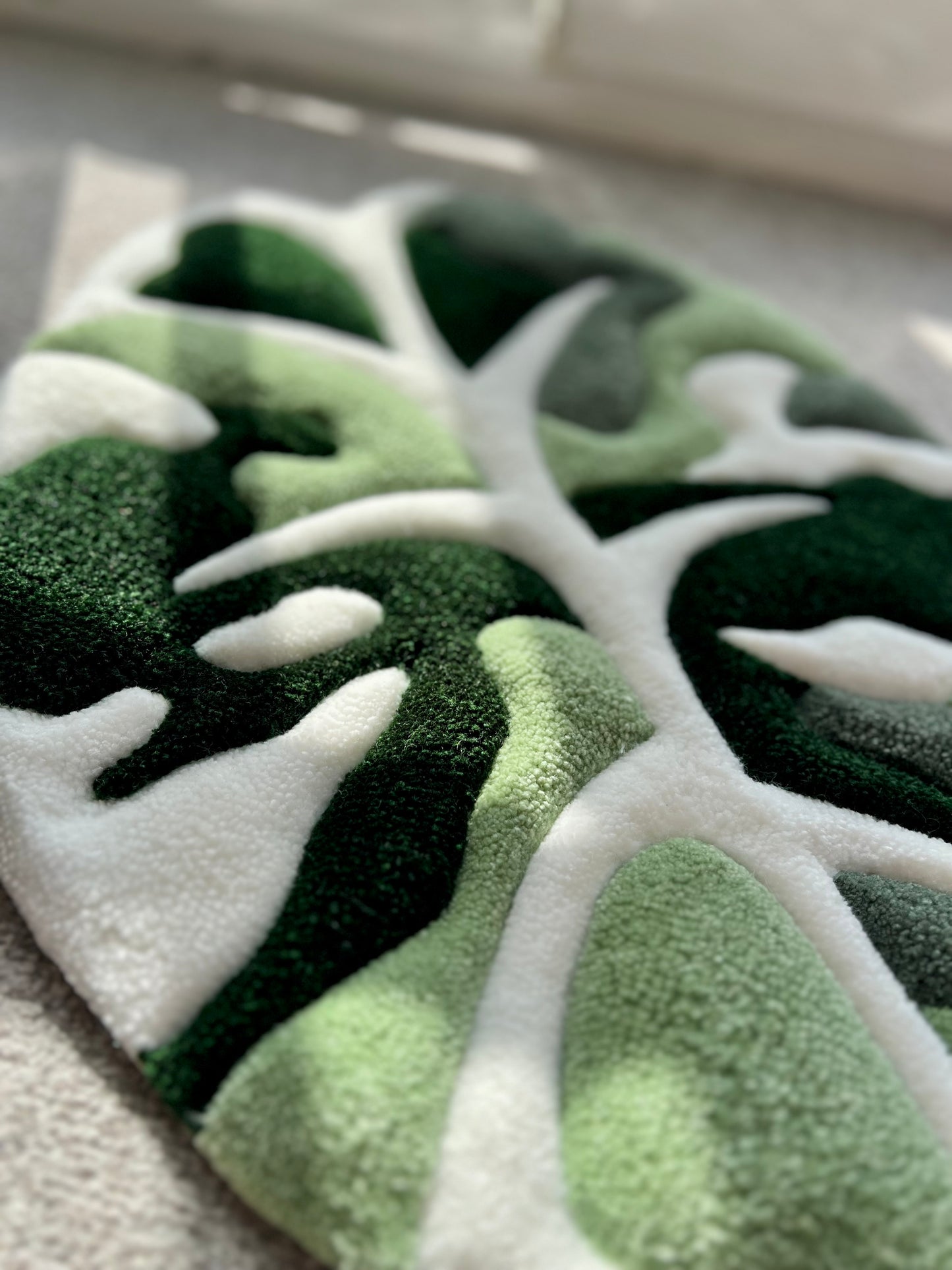 Alocasia Black Velvet Duo