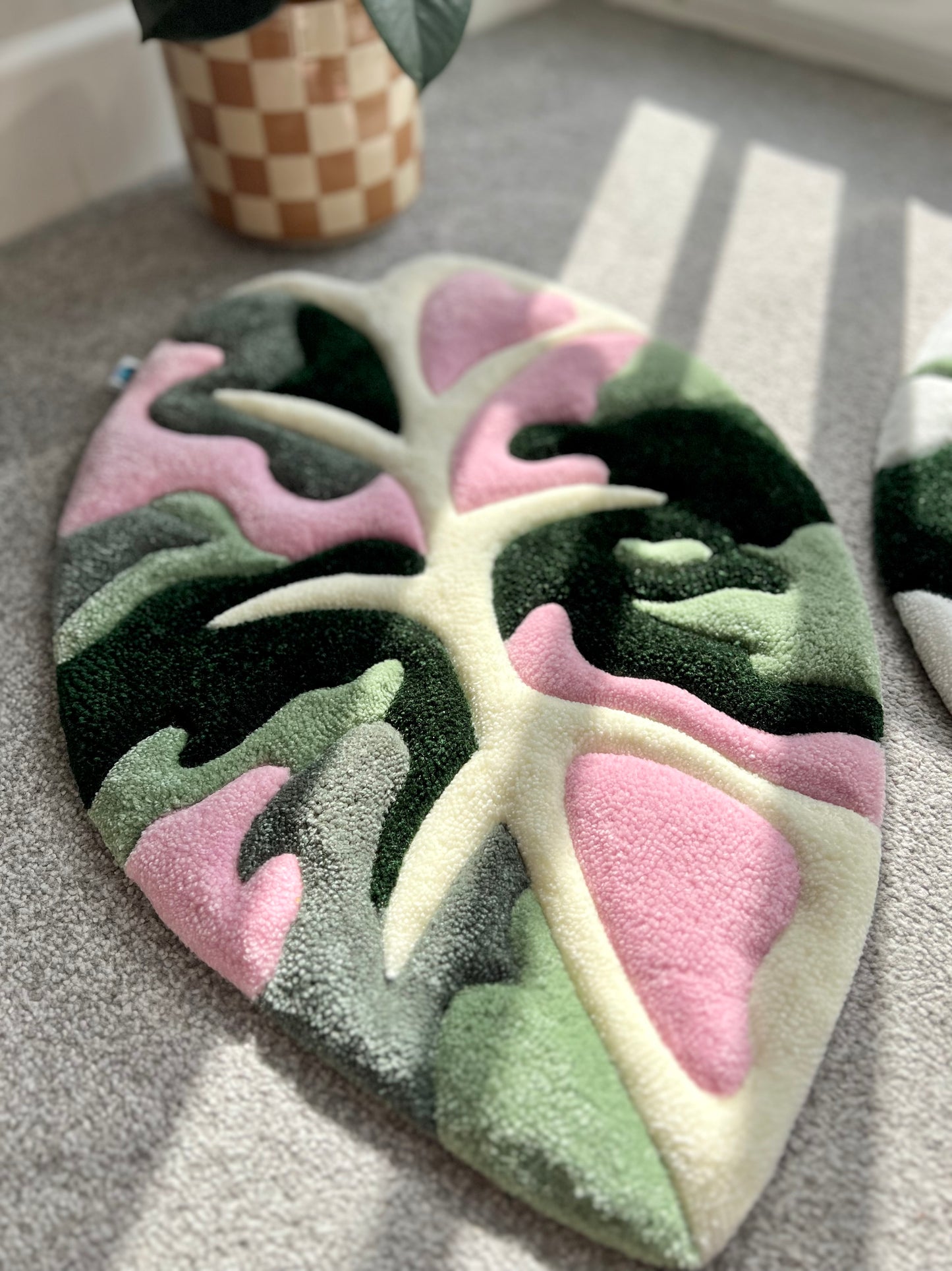 Alocasia Black Velvet Duo