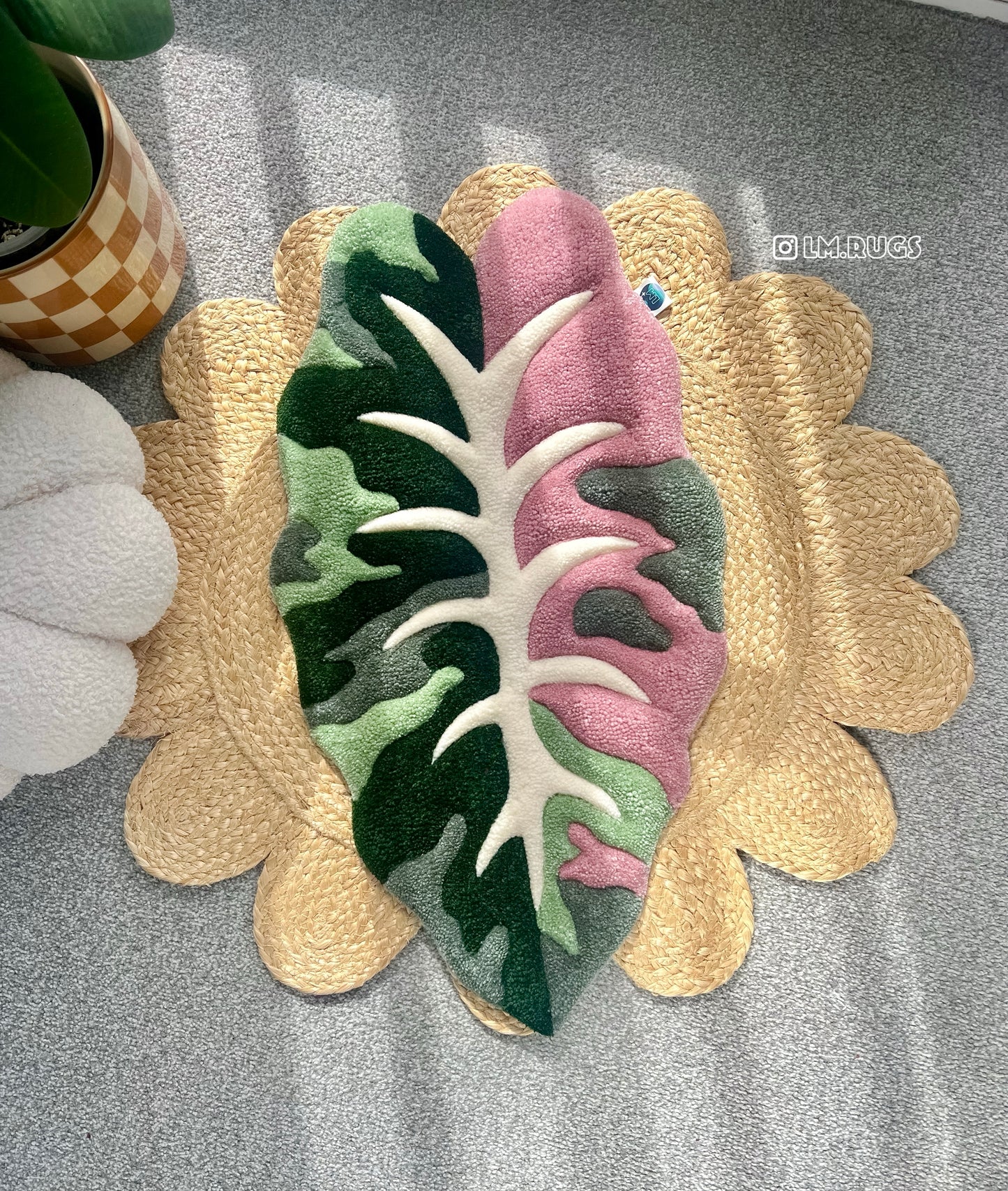 Alocasia Chantrieri in Pink