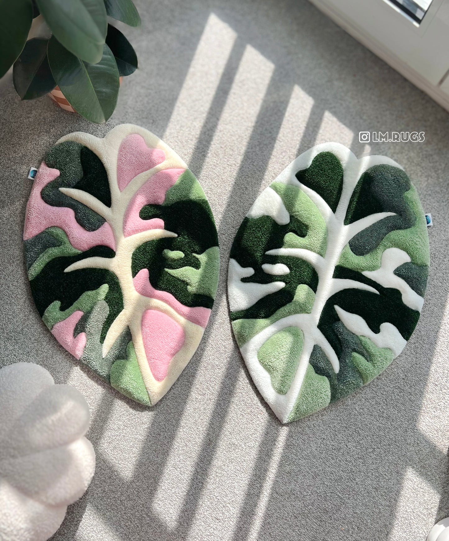 Alocasia Black Velvet Duo