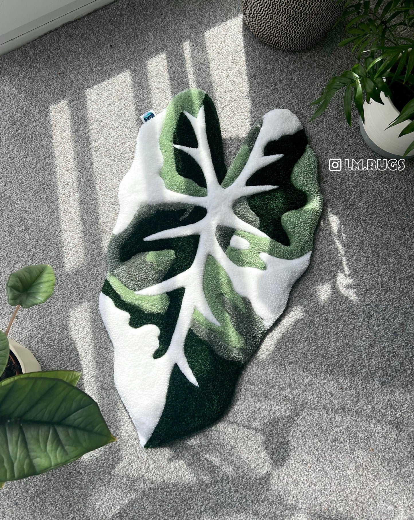 Alocasia rug